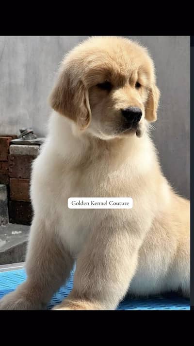Golden Retriever Microchip Pedigree Puppy