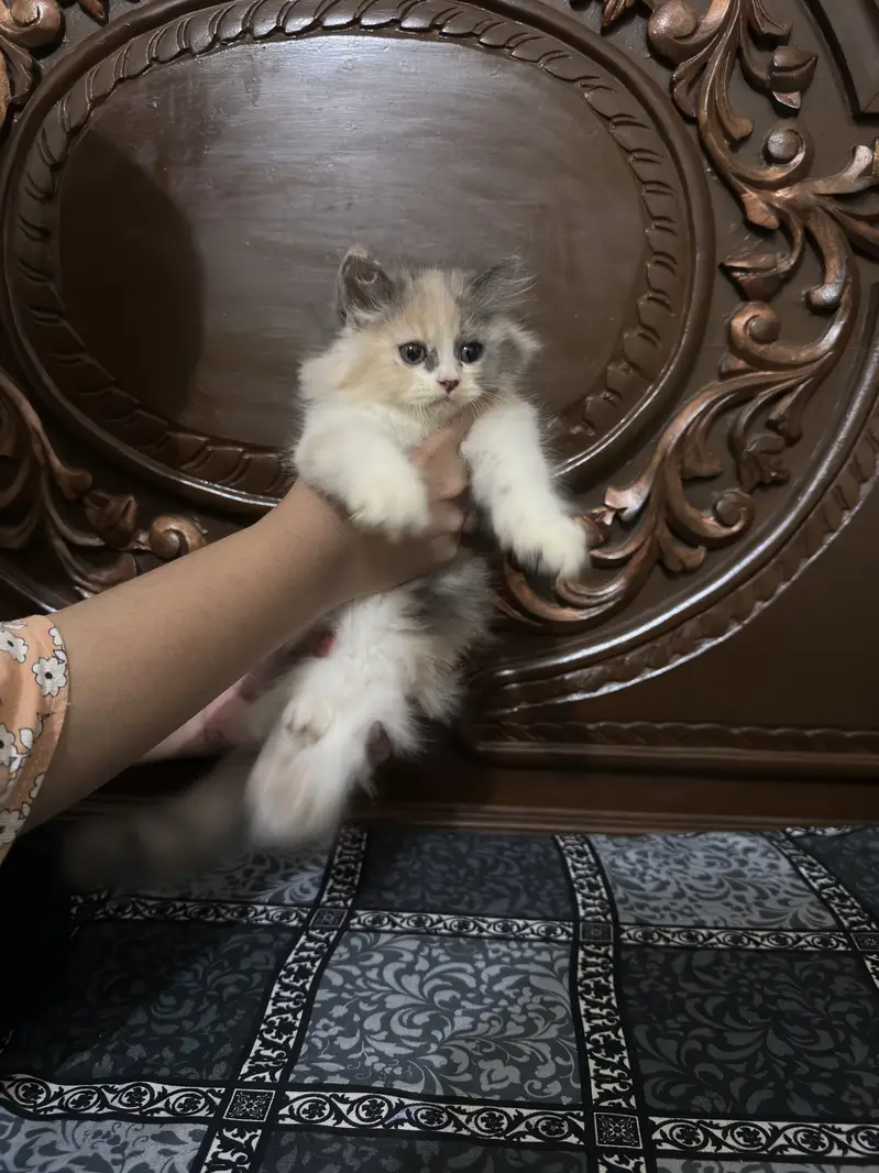 Persian Calico Cat pair for sale — photo 3