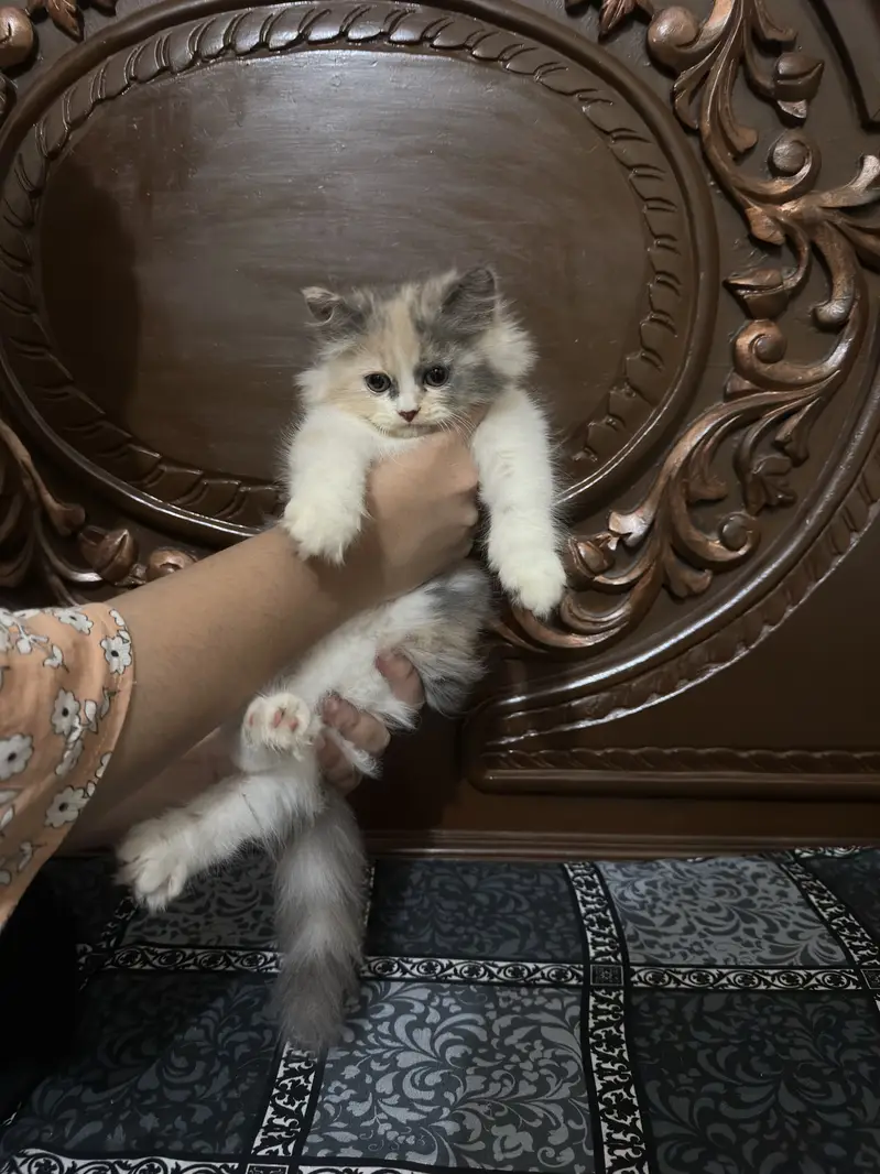 Persian Calico Cat pair for sale — photo 5
