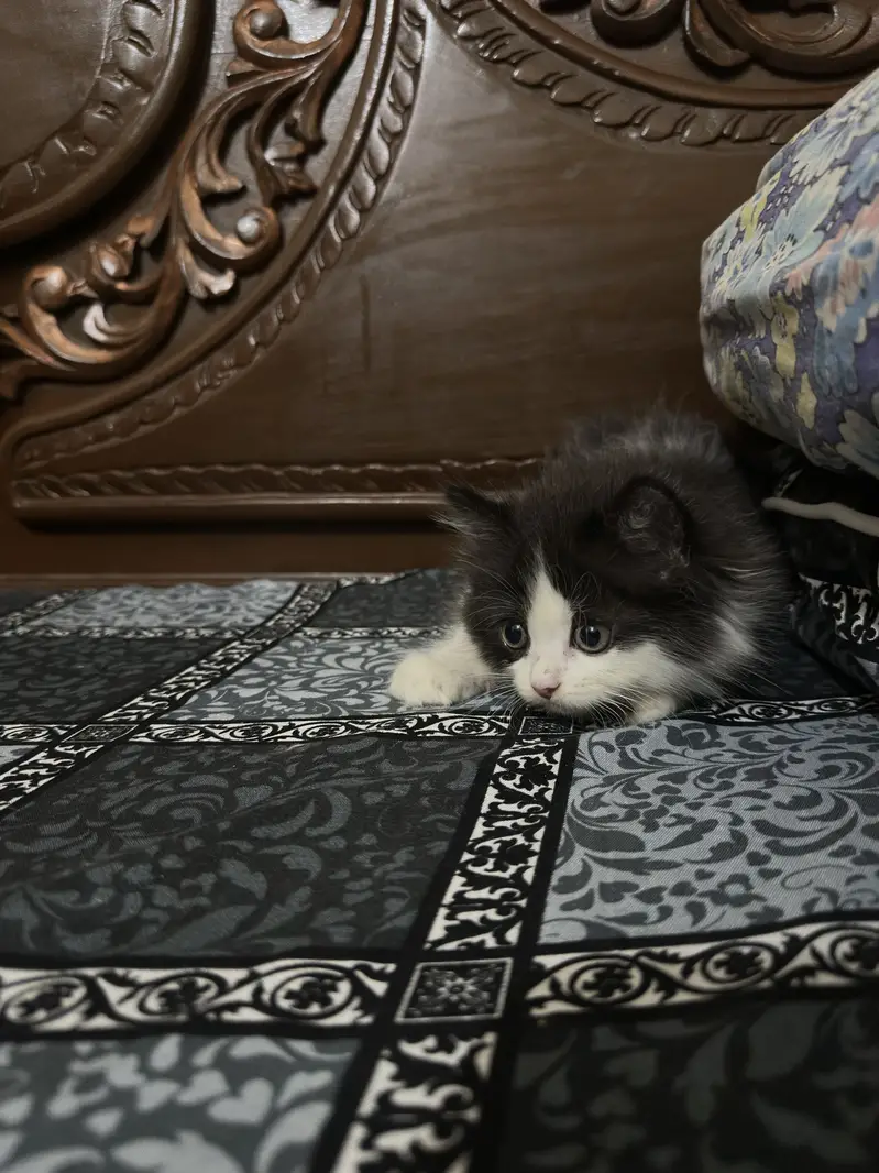 Persian Calico Cat pair for sale — photo 7
