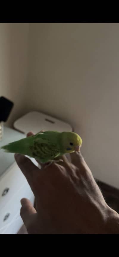 Australian budgie patha
