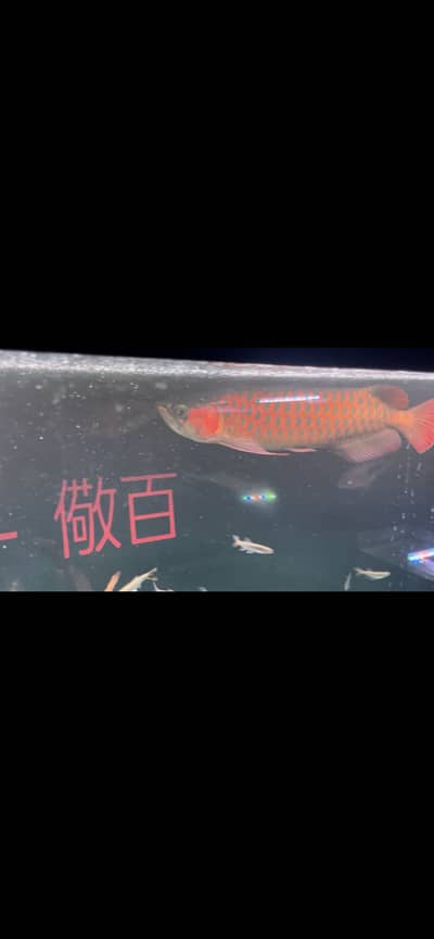 Super Red Arowana