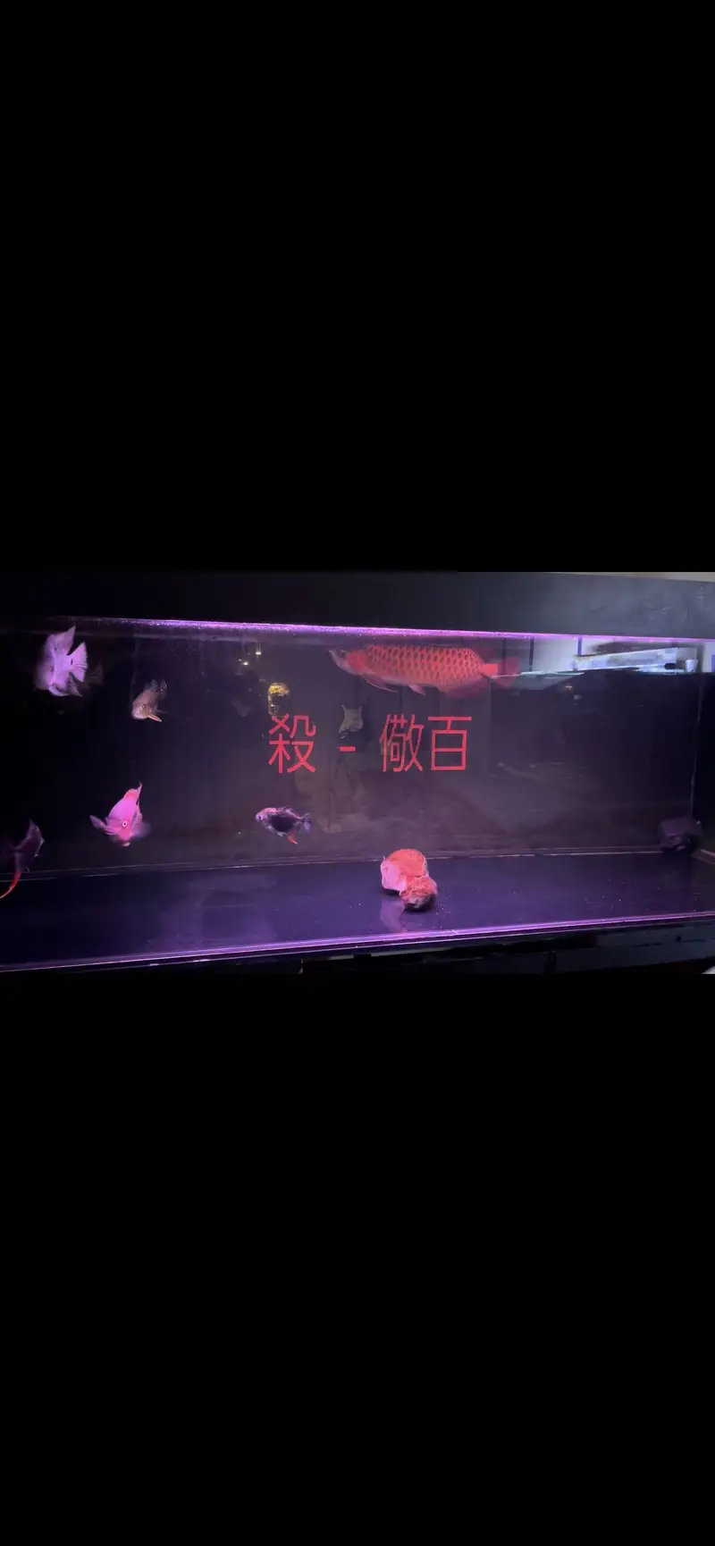Super Red Arowana — photo 2