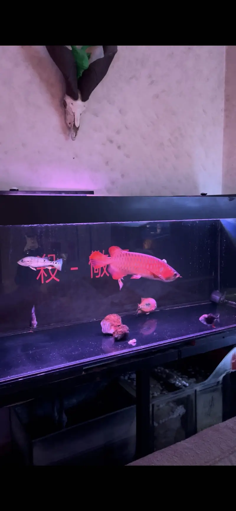 Super Red Arowana — photo 3