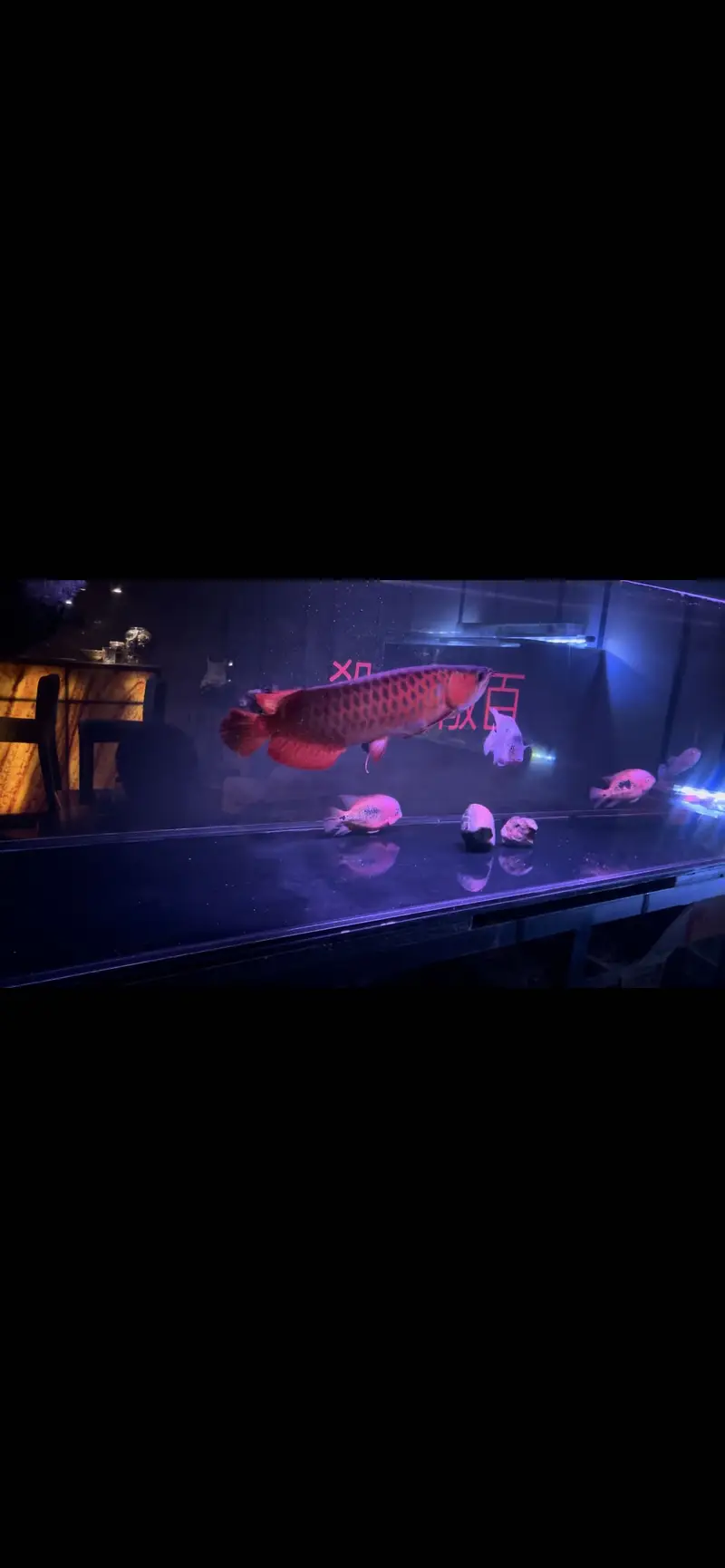 Super Red Arowana — photo 4
