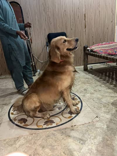 Urgent Sale - Pure Golden Retriever - Family Dog