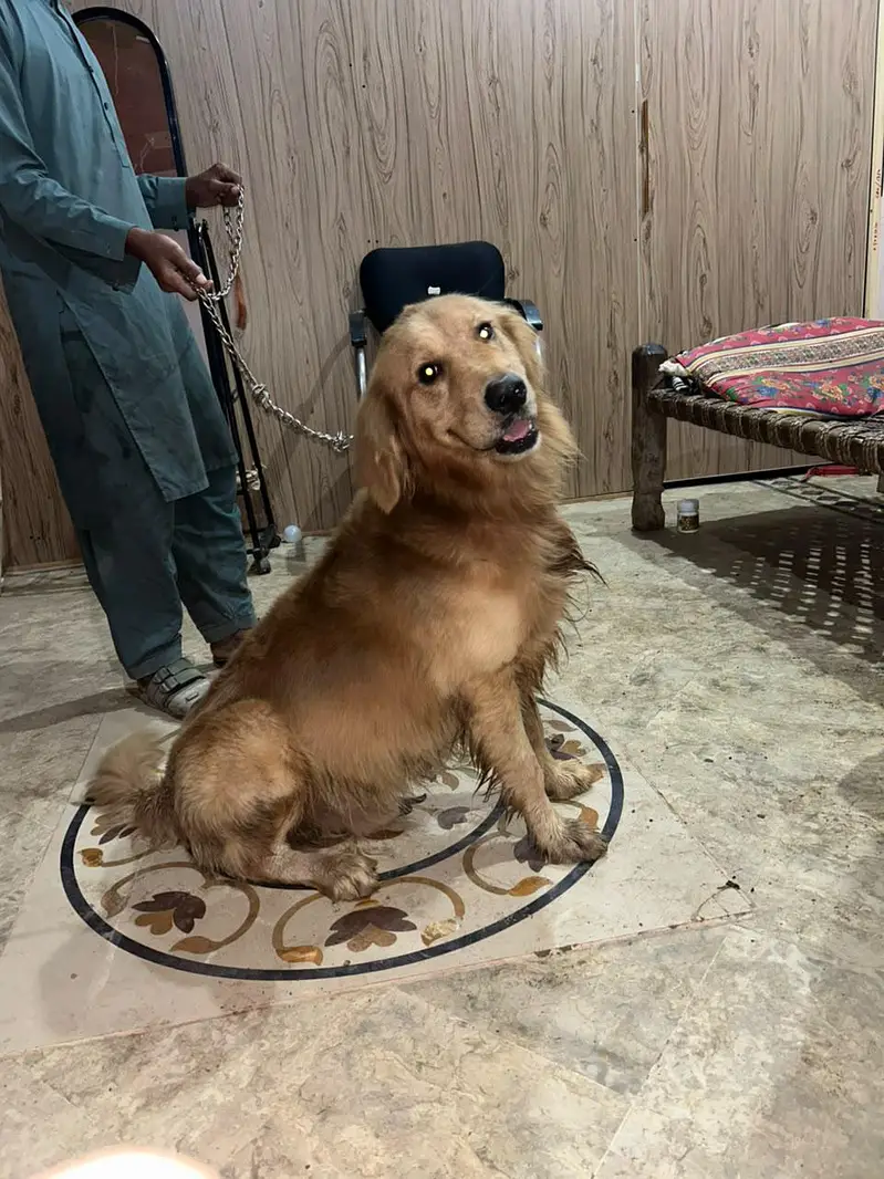 Urgent Sale - Pure Golden Retriever - Family Dog — photo 2