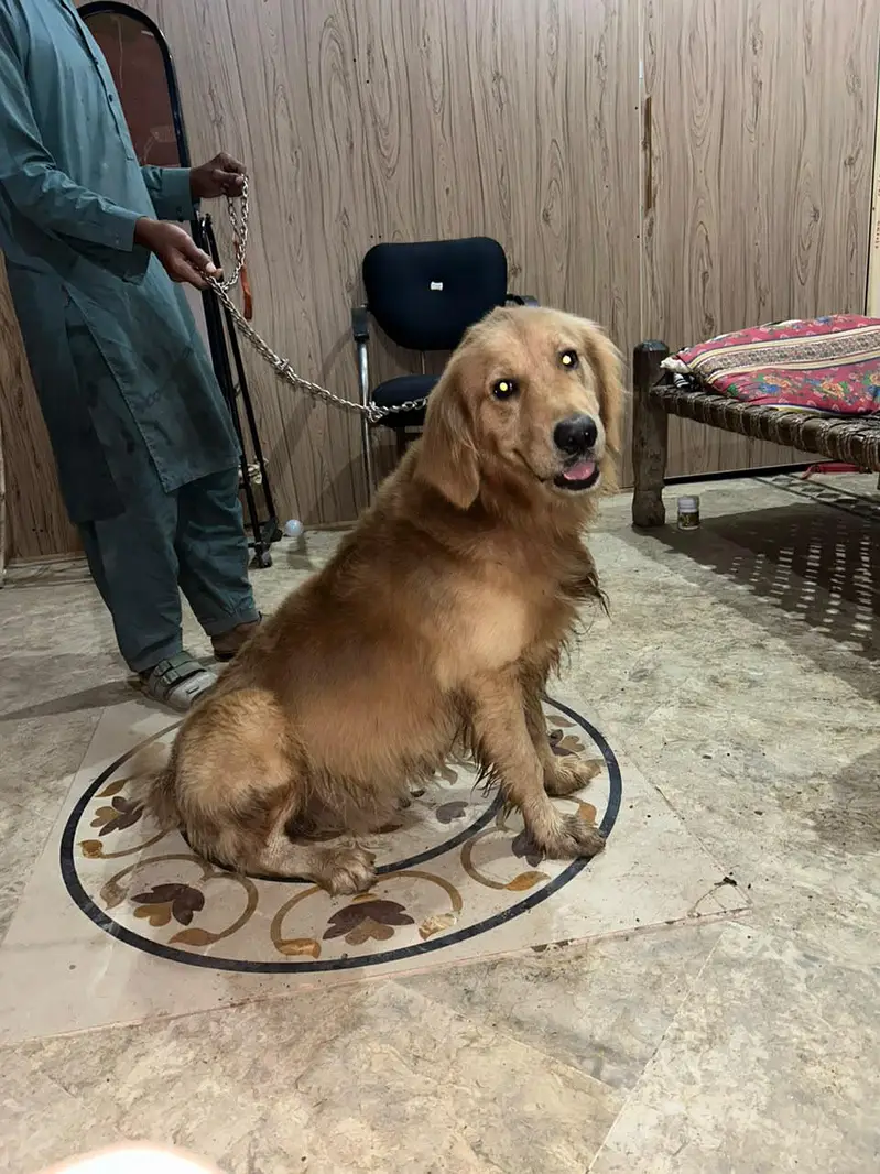 Urgent Sale - Pure Golden Retriever - Family Dog — photo 3