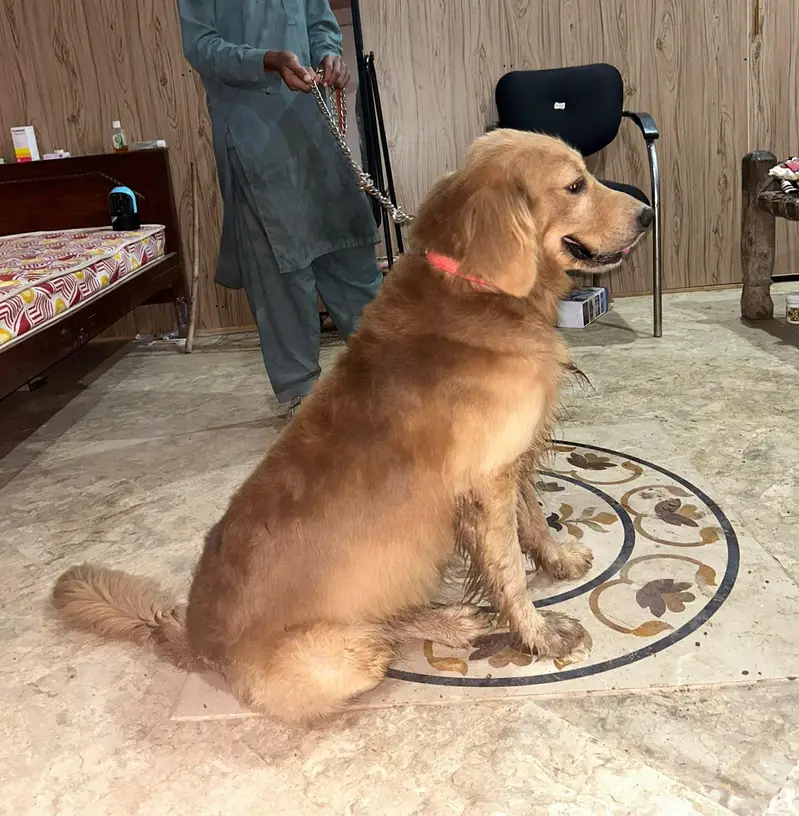 Urgent Sale - Pure Golden Retriever - Family Dog — photo 4