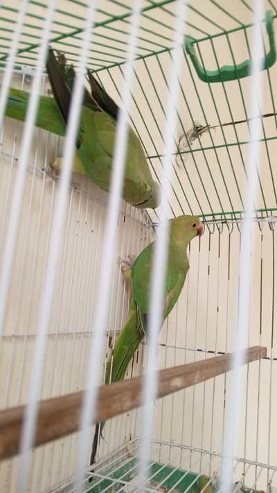 green parrot