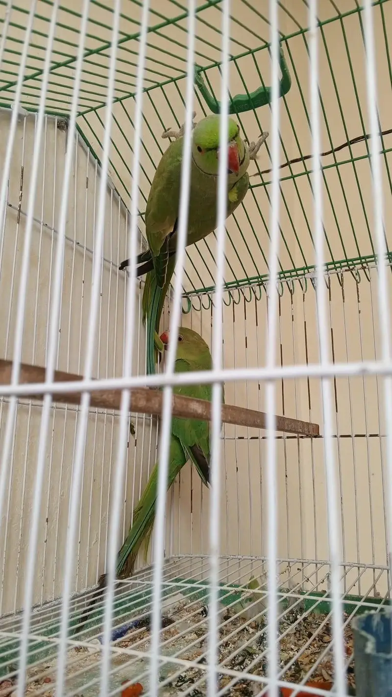 green parrot — photo 2