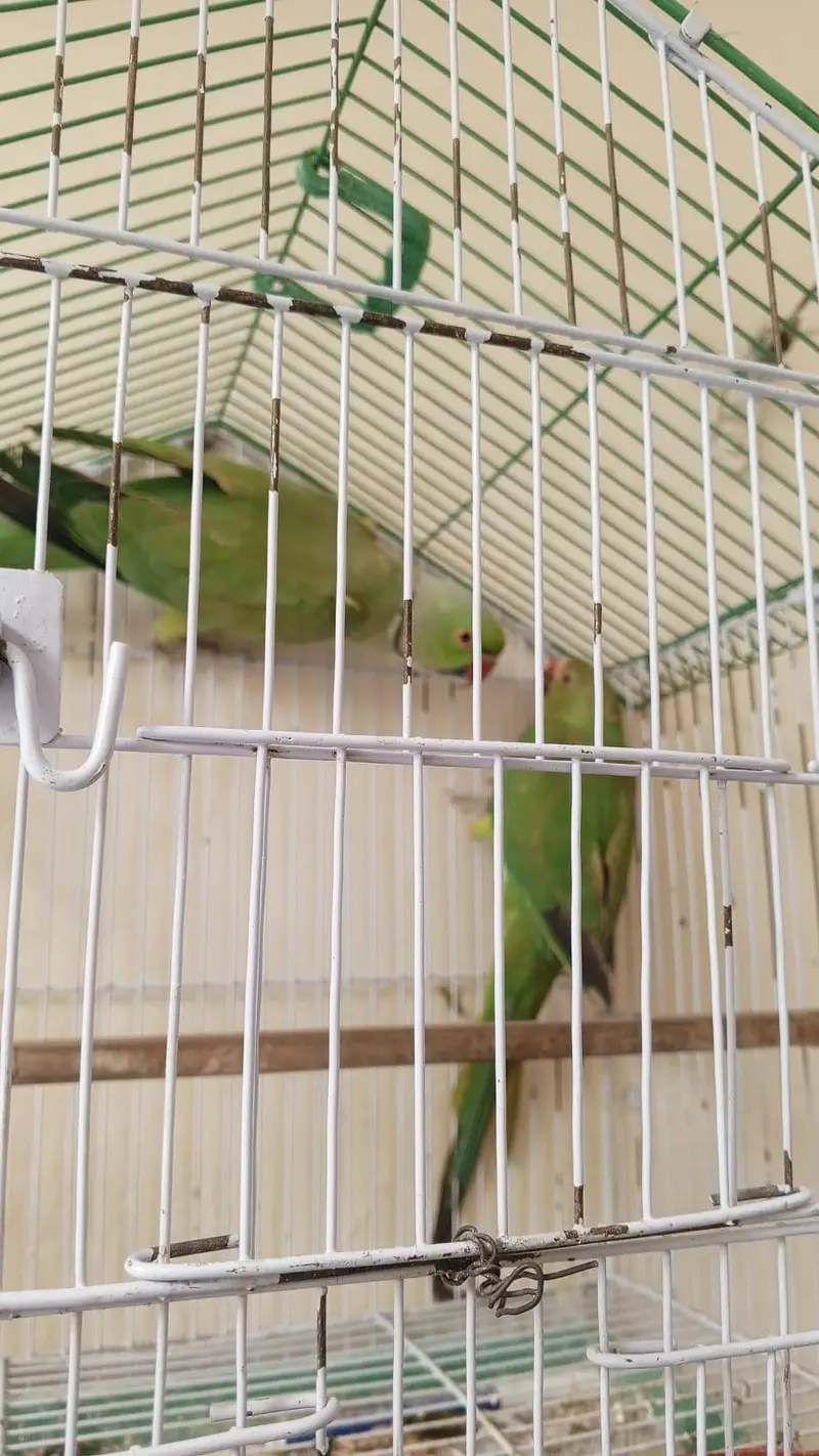 green parrot — photo 3