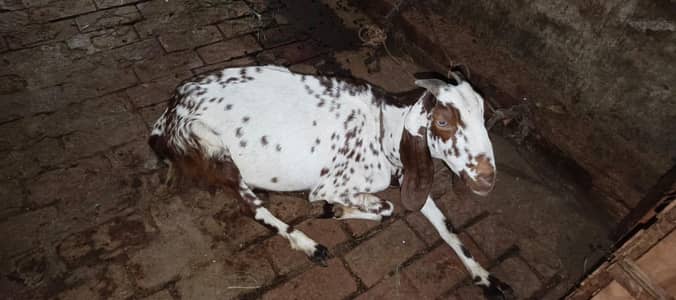 Desi Bakri