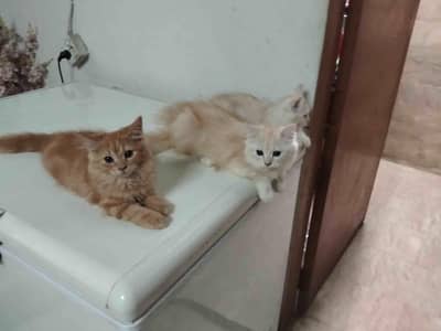 Persiain cats adult and kitten