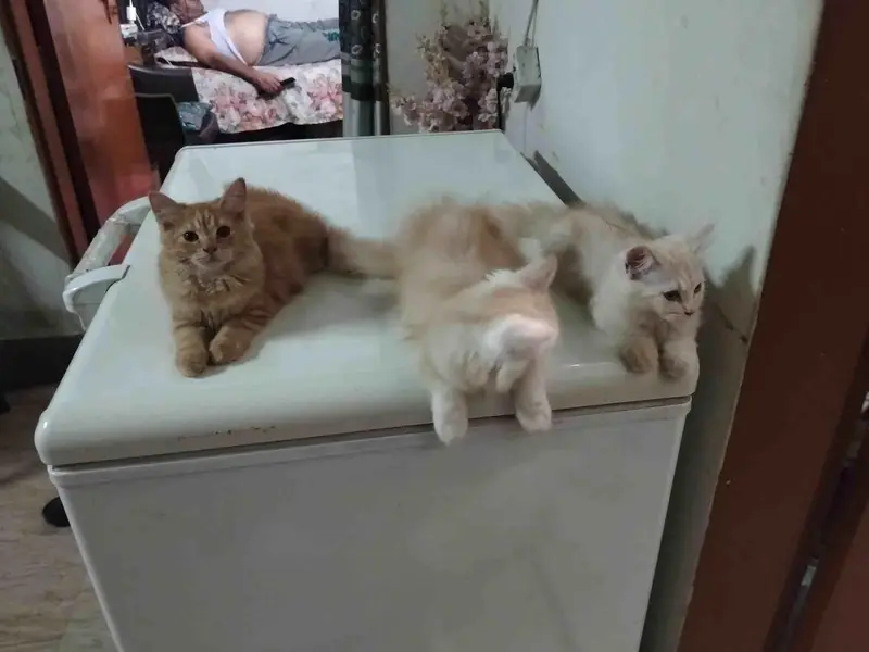 Persiain cats adult and kitten — photo 3