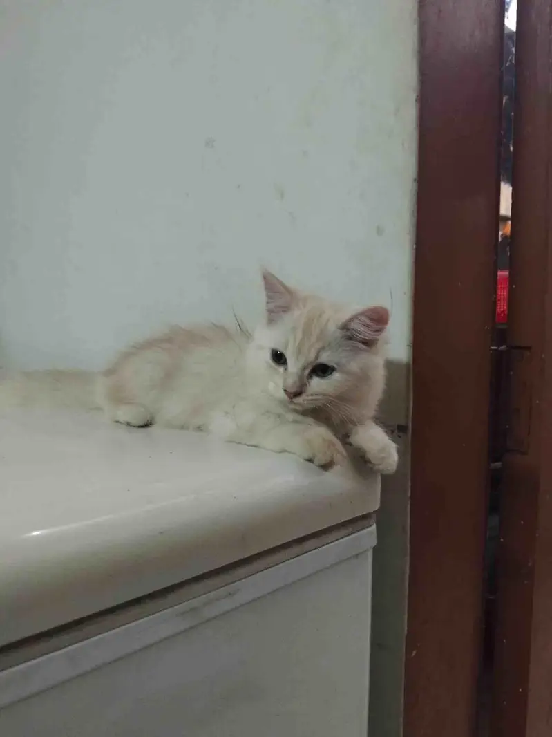 Persiain cats adult and kitten — photo 4