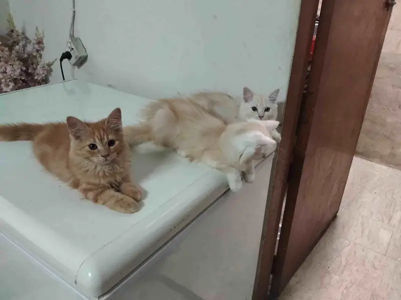 Persiain cats adult and kitten — photo 5