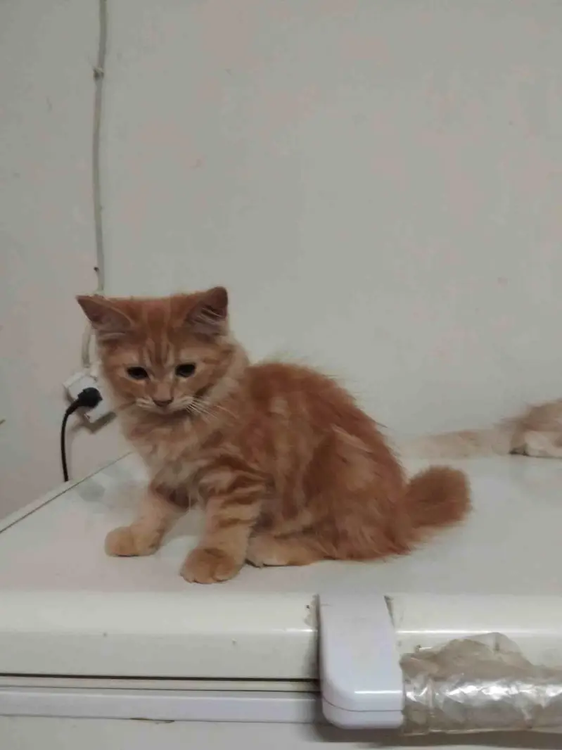 Persiain cats adult and kitten — photo 6