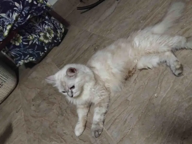 Persiain cats adult and kitten — photo 7
