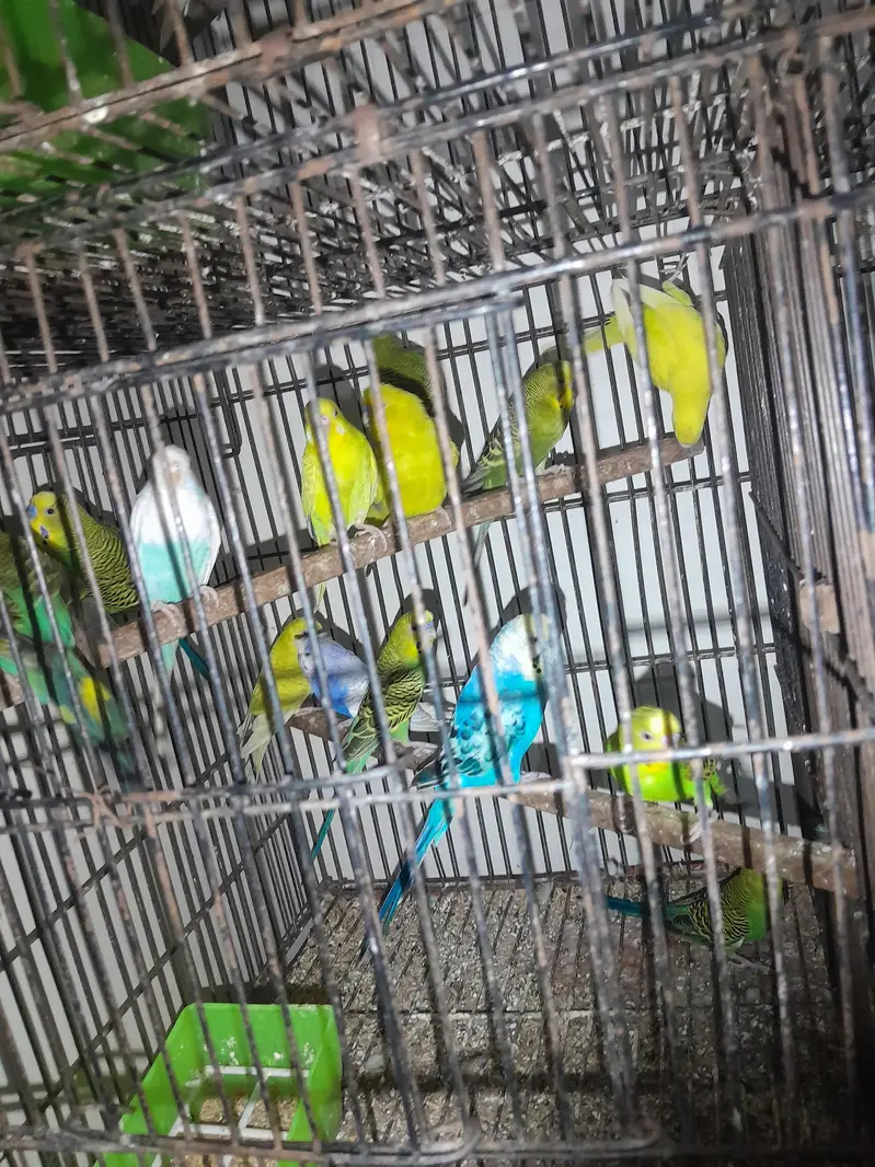 budgies or lovebirds pairs hn — photo 3