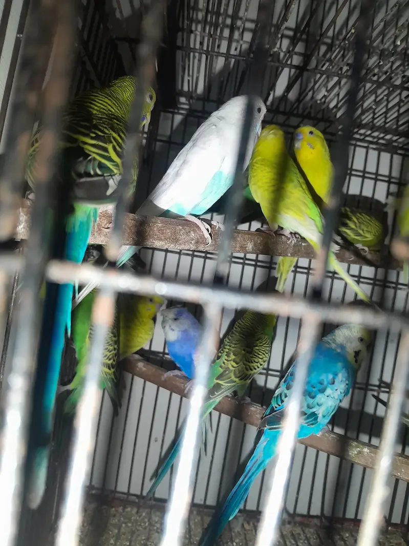 budgies or lovebirds pairs hn — photo 4