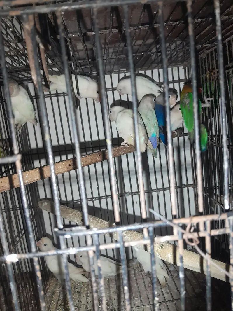 budgies or lovebirds pairs hn — photo 5