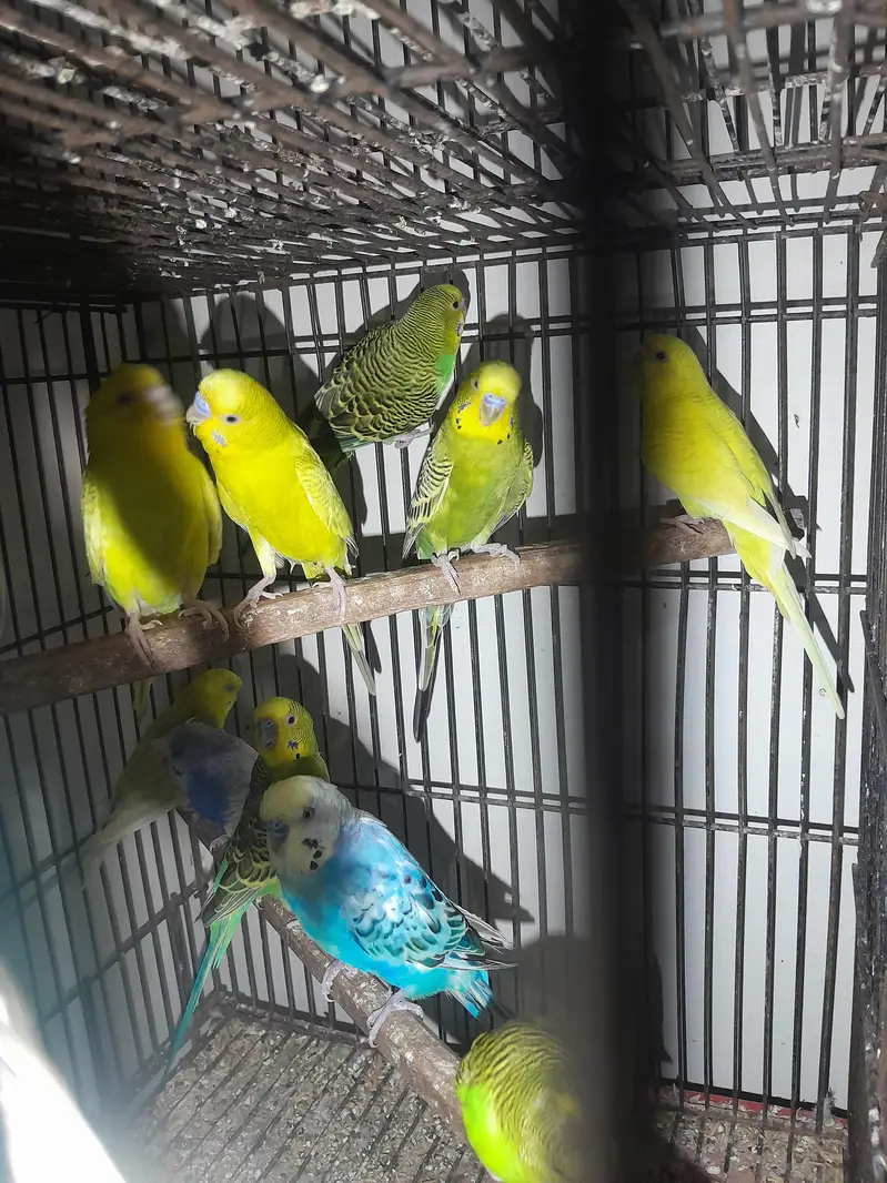 budgies or lovebirds pairs hn — photo 6