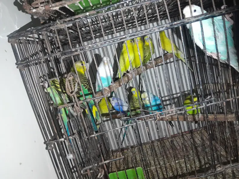 budgies or lovebirds pairs hn — photo 7