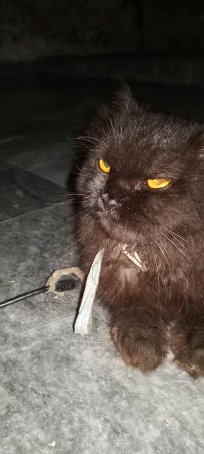 this catt is Soo buetifull