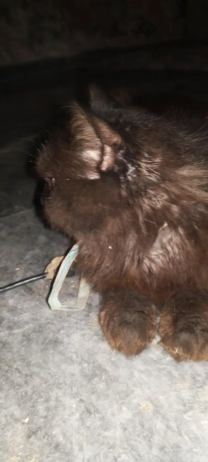 this catt is Soo buetifull — photo 2