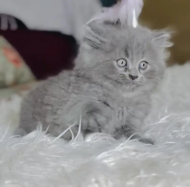 Quality Persian Punchface cat & kitten. moreWhatsApp 03704601257 — photo 2