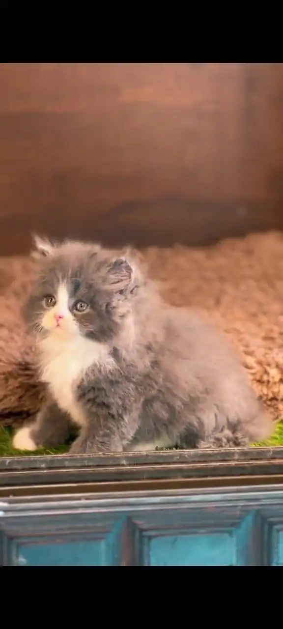 Quality Persian Punchface cat & kitten. moreWhatsApp 03704601257 — photo 3