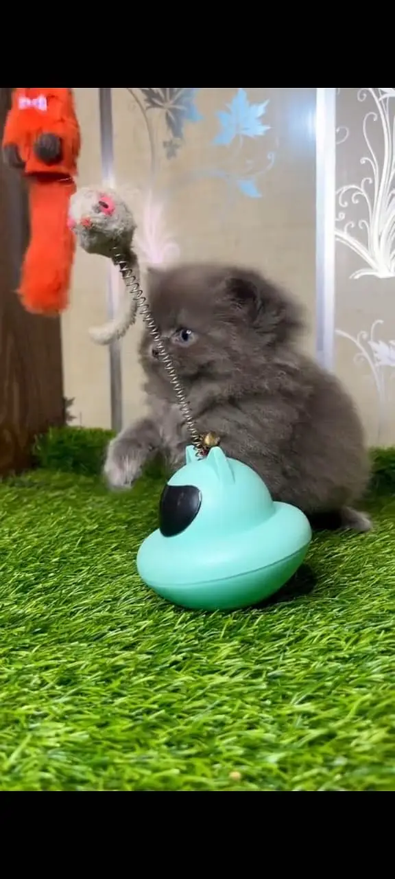 Quality Persian Punchface cat & kitten. moreWhatsApp 03704601257 — photo 2