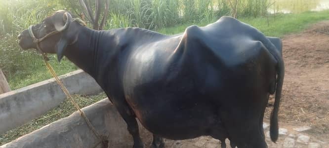Bhans sale krni hay bilkul tyar hay 3 bari Mashallah