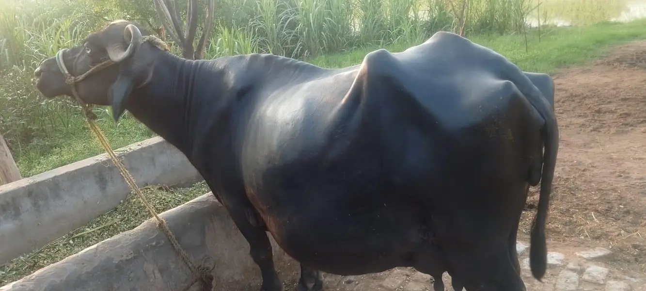 Bhans sale krni hay bilkul tyar hay 3 bari Mashallah