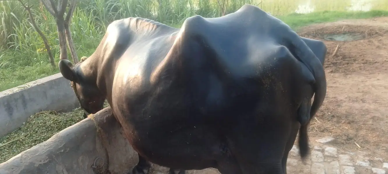 Bhans sale krni hay bilkul tyar hay 3 bari Mashallah — photo 3