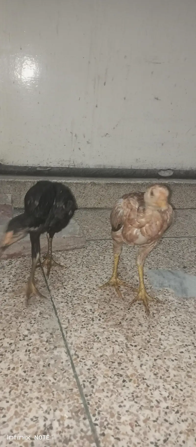 aseel murga and murgi ghr k paly Howe. — photo 3