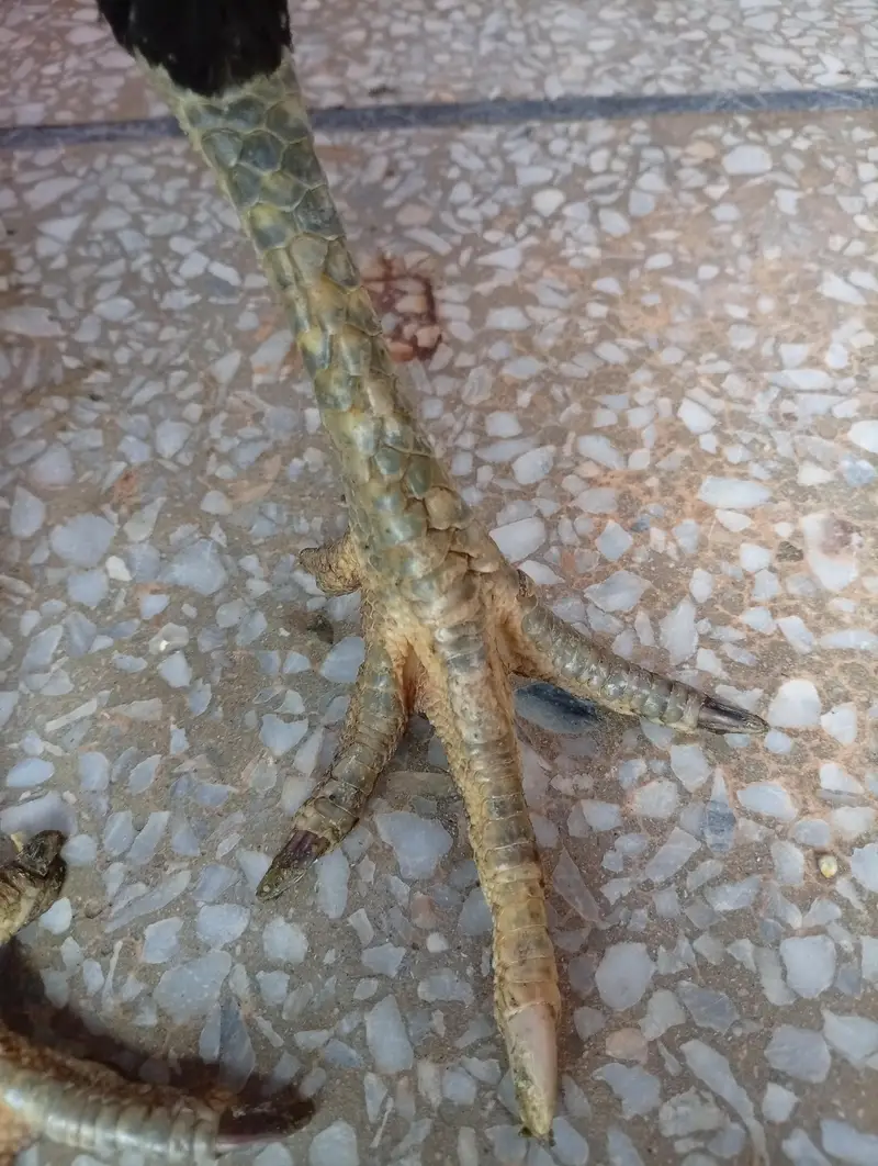 burmi pakoya madi — photo 9
