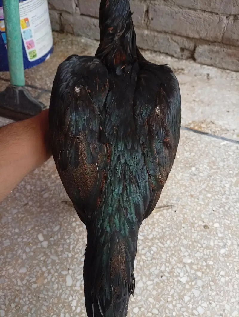 burmi pakoya madi — photo 10