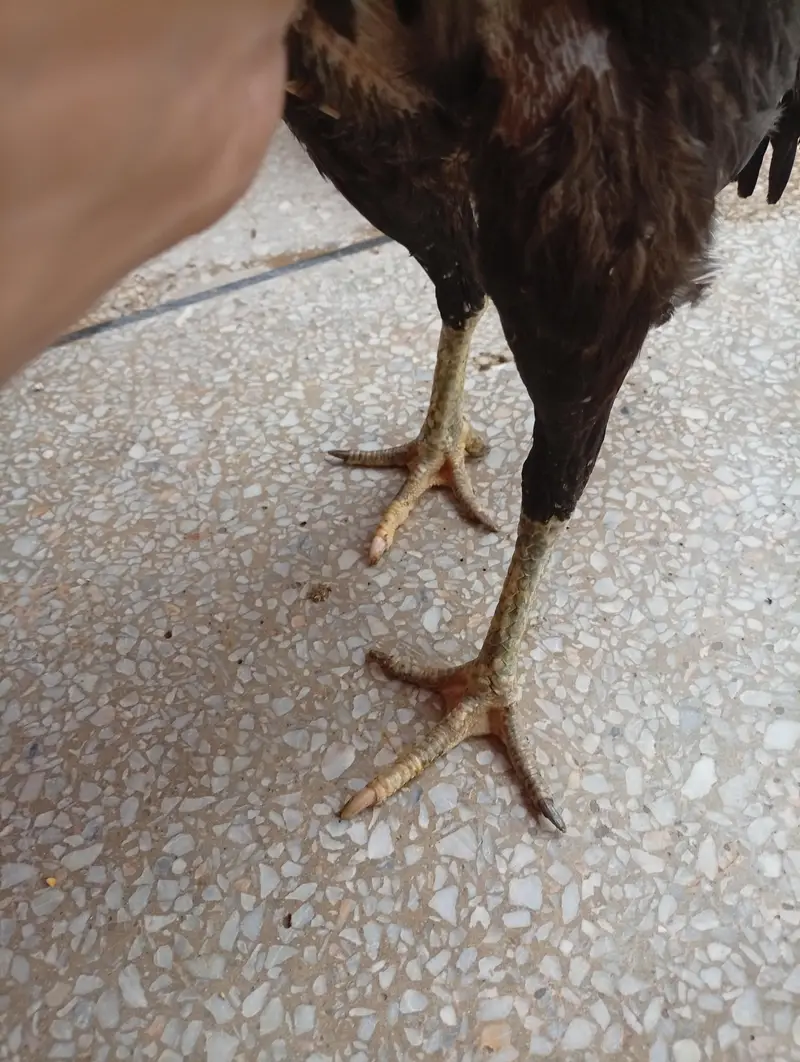burmi pakoya madi — photo 11