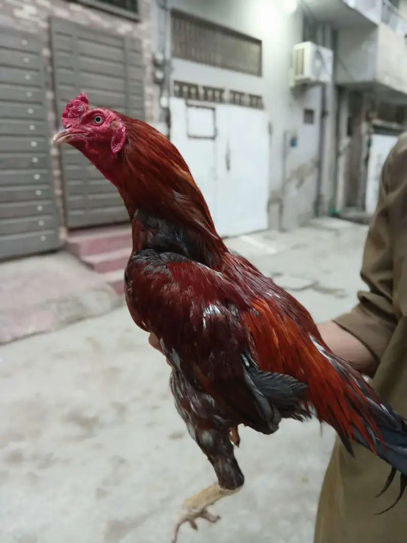 Pure Aseel murga — photo 3