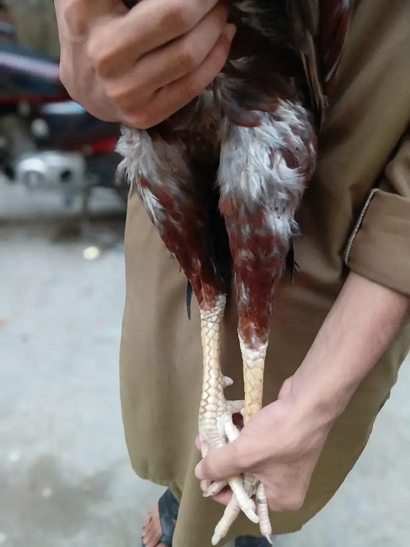 Pure Aseel murga — photo 5