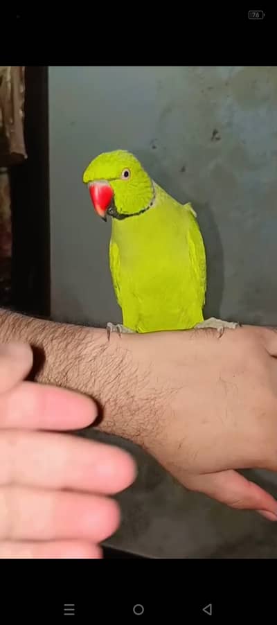 Fully hand tamed and talking mithu for sale 03115710451
