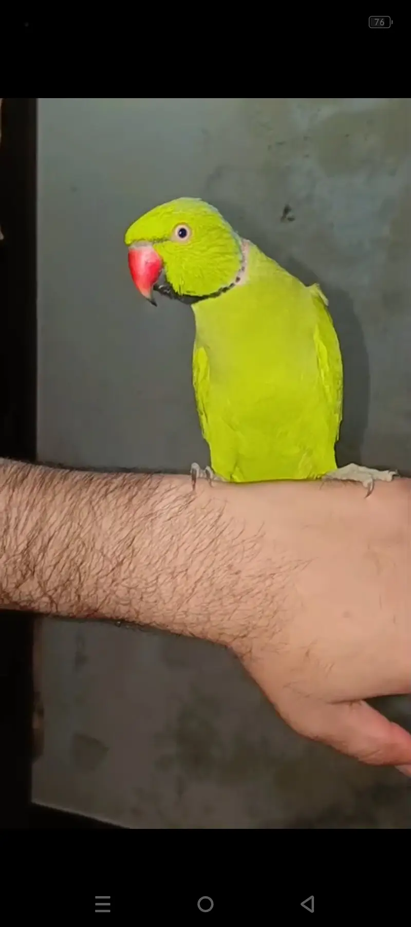 Fully hand tamed and talking mithu for sale 03115710451 — photo 2
