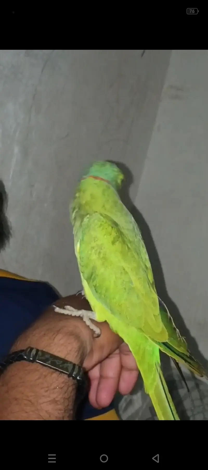 Fully hand tamed and talking mithu for sale 03115710451 — photo 3