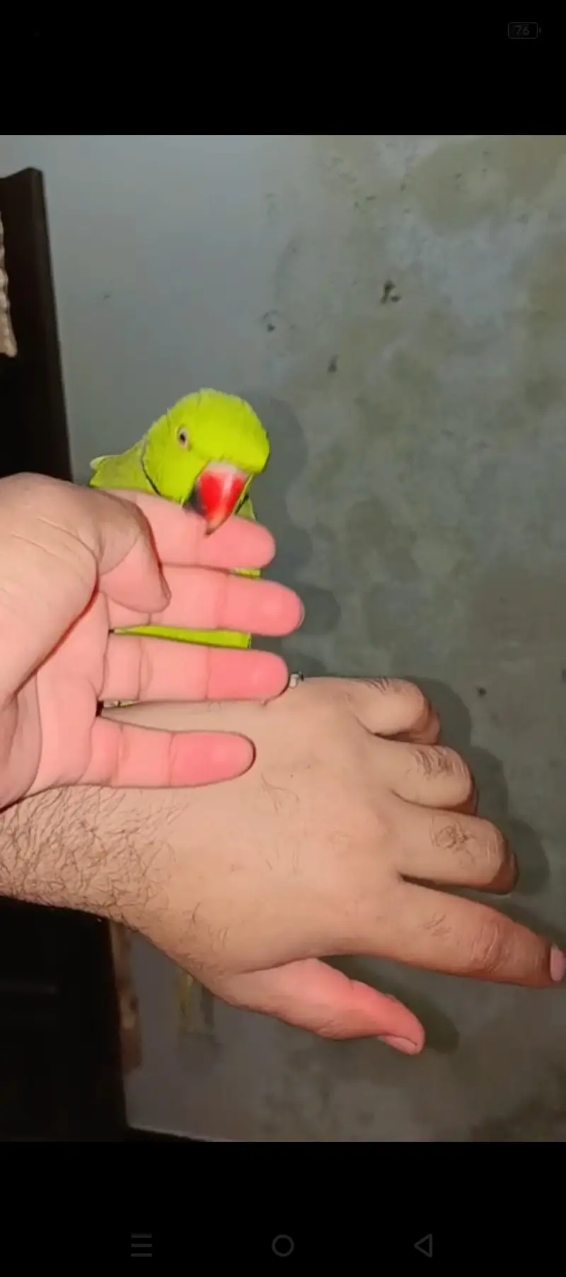 Fully hand tamed and talking mithu for sale 03115710451 — photo 4