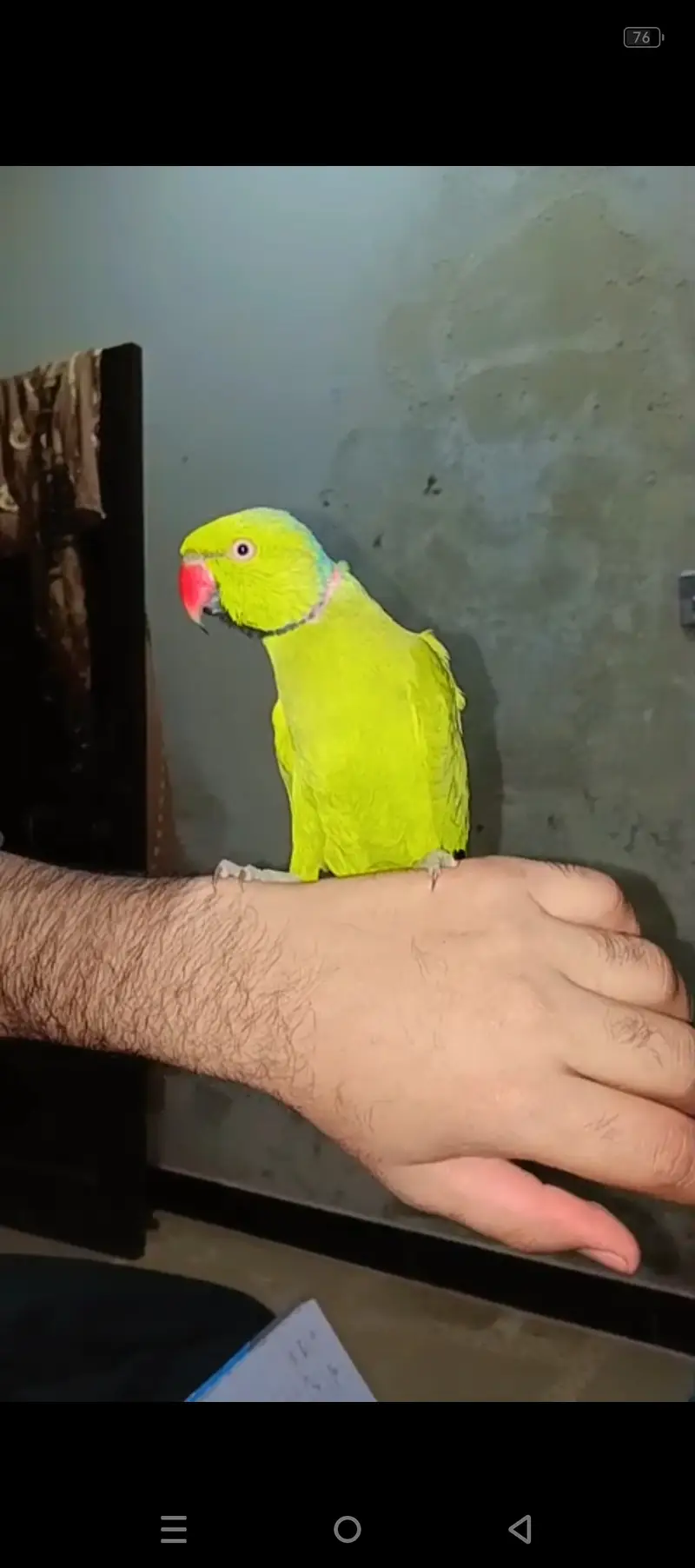 Fully hand tamed and talking mithu for sale 03115710451 — photo 5