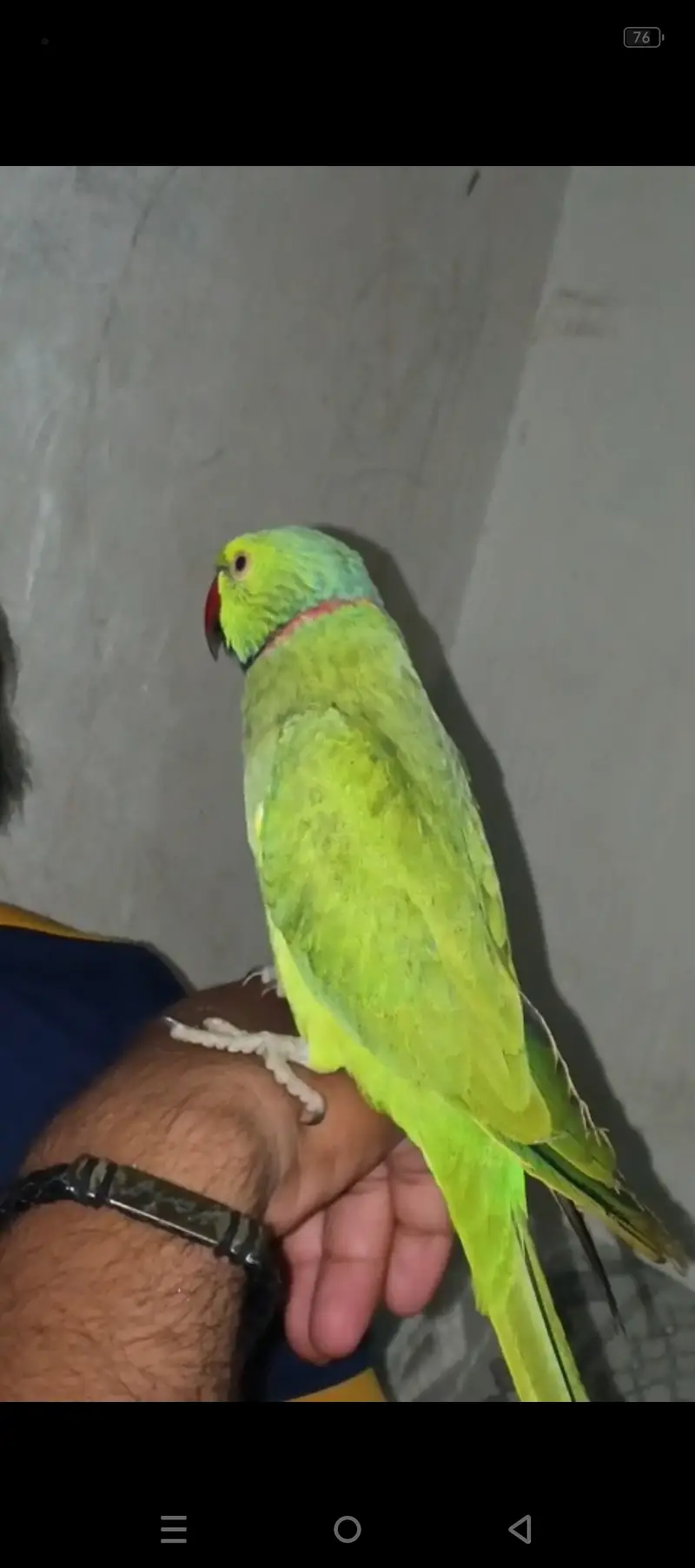 Fully hand tamed and talking mithu for sale 03115710451 — photo 6