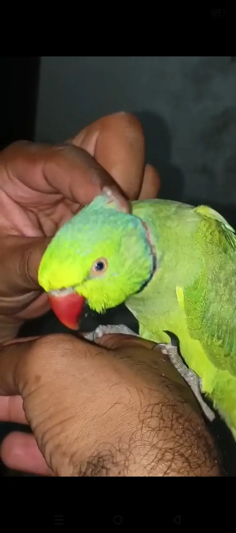 Fully hand tamed and talking mithu for sale 03115710451 — photo 7