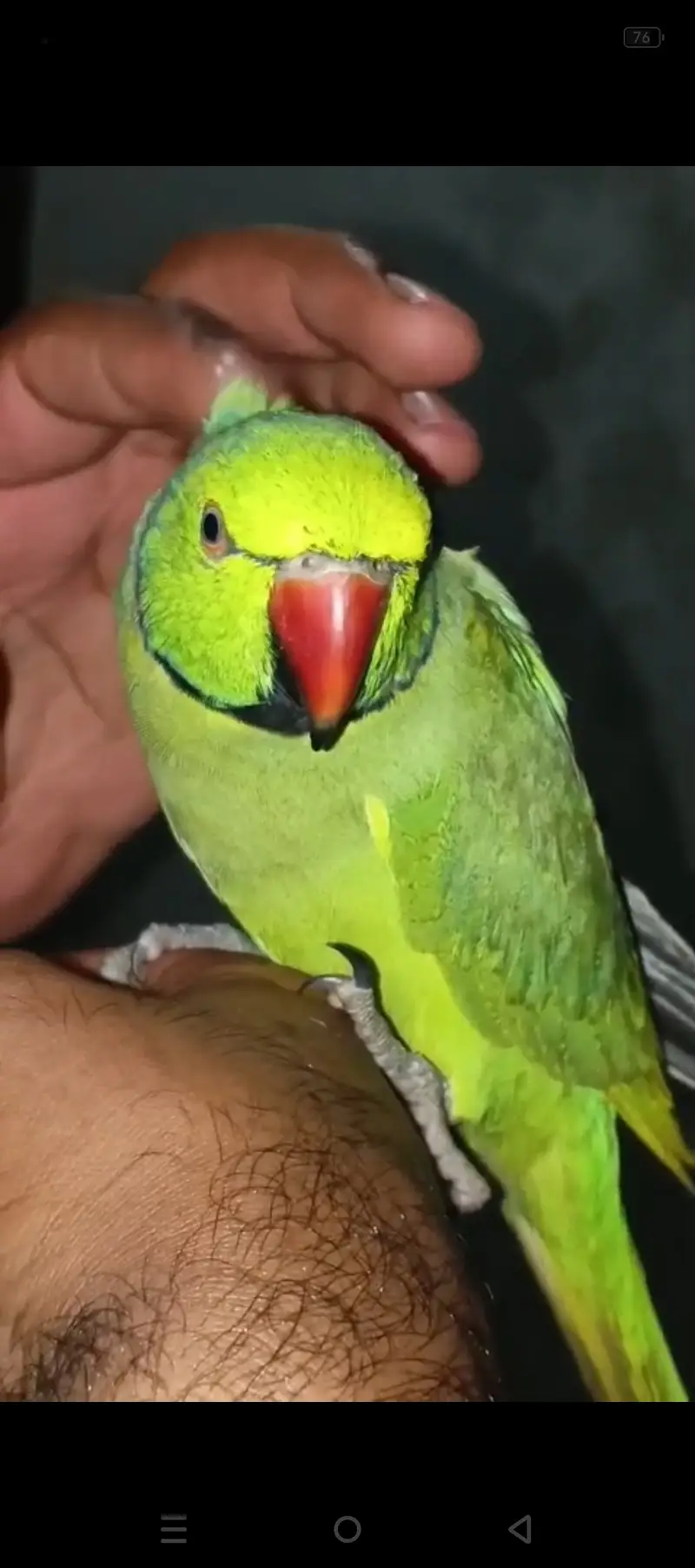 Fully hand tamed and talking mithu for sale 03115710451 — photo 8